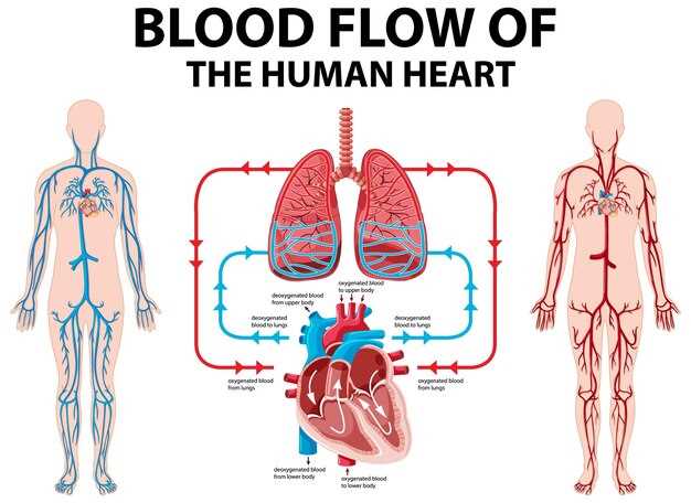 Артериальная кровь: жизненный энергетический поток